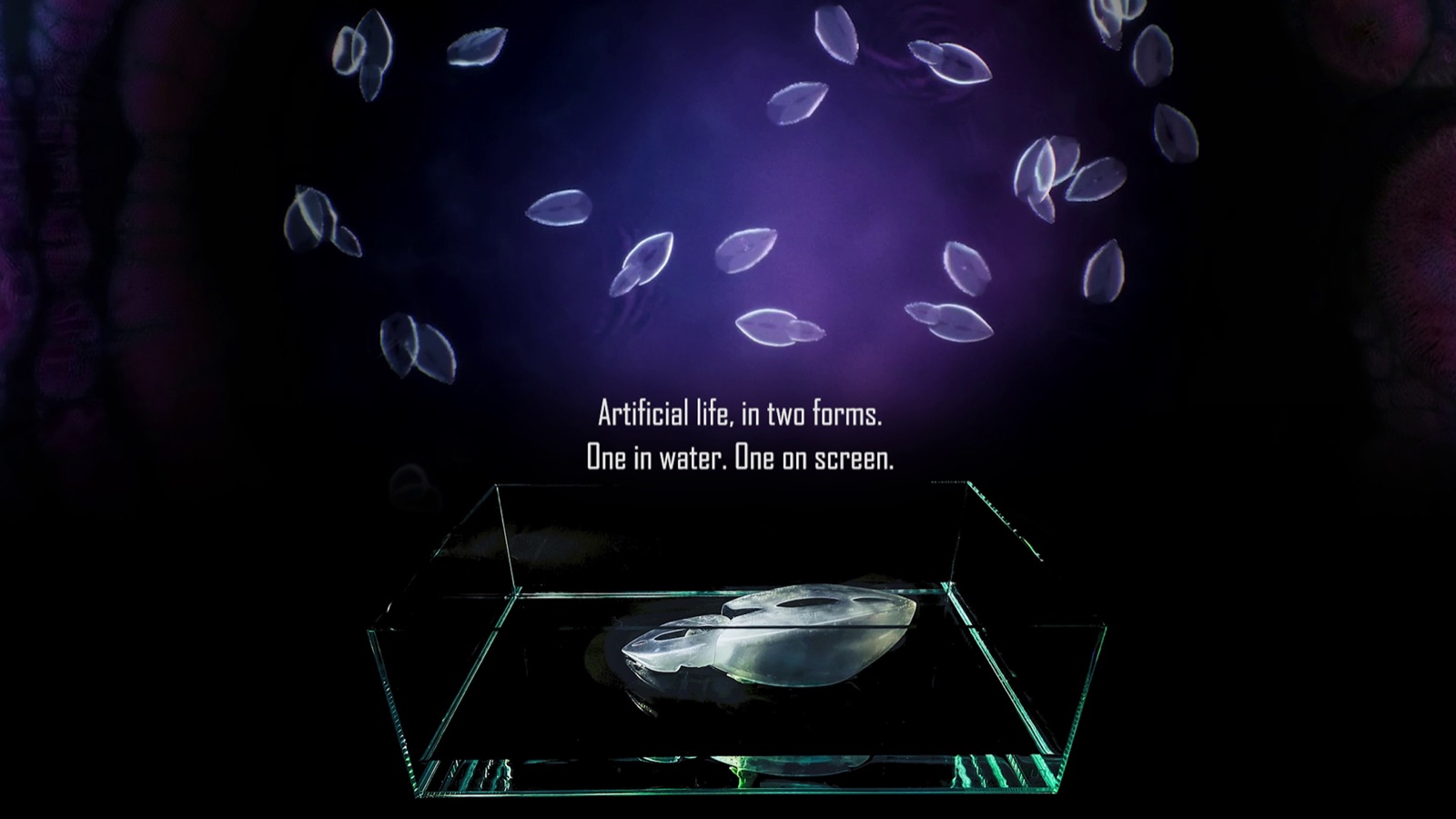 Born, Not Made installation